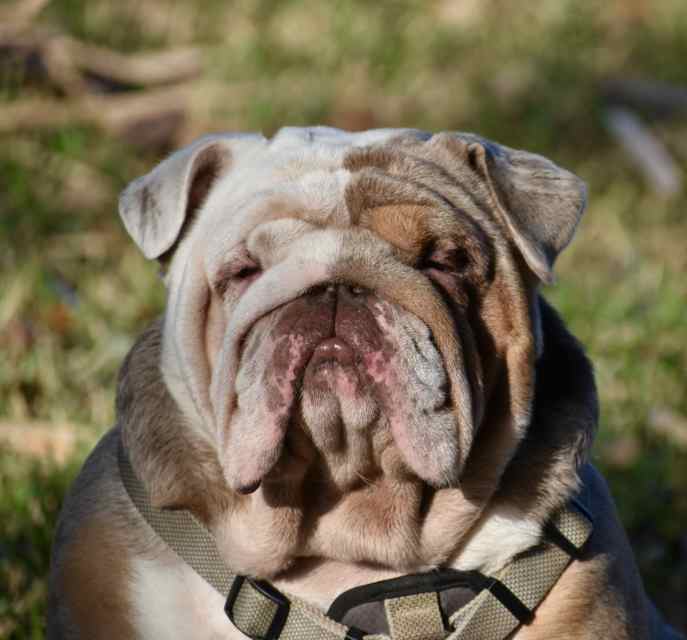 English Bulldog studs 