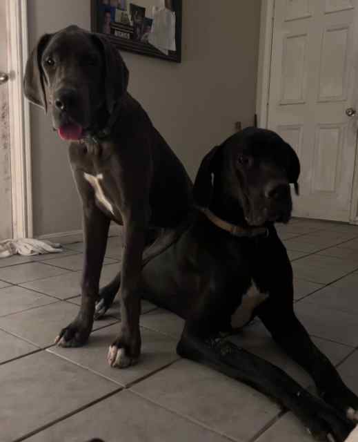 AKC registered Great Dane puppies 